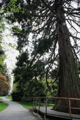 Big tree