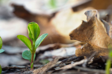 Gentle green spring sprout in the forest against the backdrop of wild nature closeup