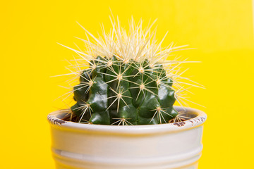 round cactus with large needles on a bright yellow background