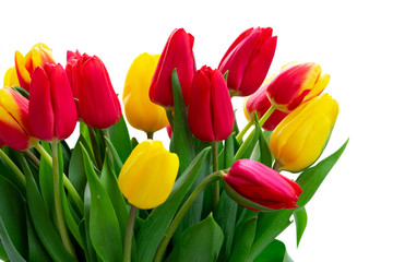 fresh tulips flowers