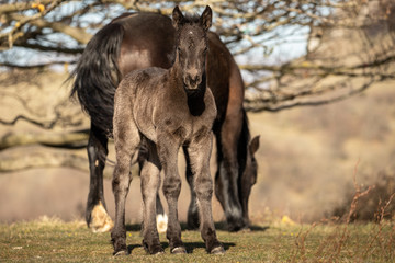 Horses at liberty, a mother breastfeeding her foal in the mountains of the Drôme, France