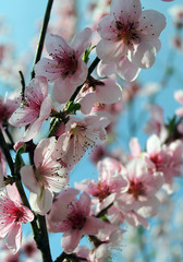 pink cherry blossom flower in spring time over blue sky.