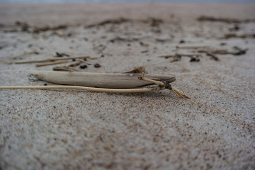 drift wood and seaweed. Baltic see. Lithuania