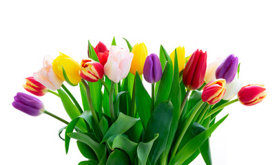 fresh tulips flowers