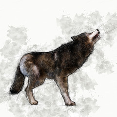 Digital artistic Sketch, based on a self-created 3D Illustration of a Wolf, Model-Release or Property Release not required.