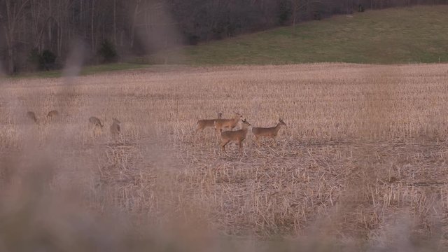 A few brave deer breaking away from the herd to scout ahead