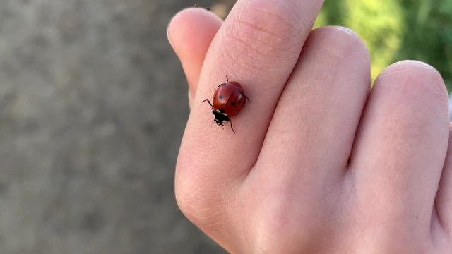 A little child holding and exploring a red lady bug in nature.