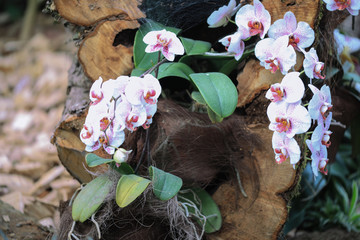 Dendrobium burana pink