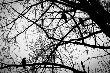 silhouette of a tree on blue sky background