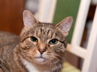 .A gray tabby cat with green eyes lies on a green chair