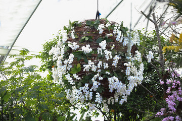 Ascocenda princess mikasa orchid