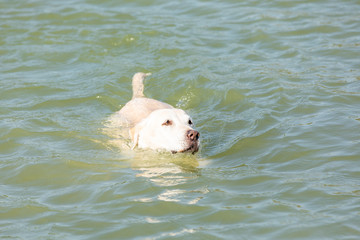 labrador is swimming