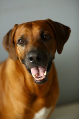 Obraz premium Studio shot of a Rhodesian Ridgeback Dog on gray Background in studio