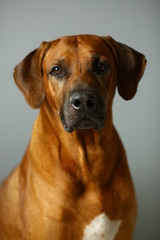 Studio shot of a Rhodesian Ridgeback Dog on gray Background in studio