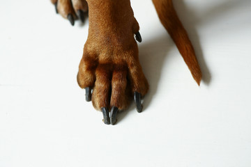 View at Rhodesian Ridgeback Dog's paws on white floor in studio