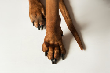 View at Rhodesian Ridgeback Dog's paws on white floor in studio