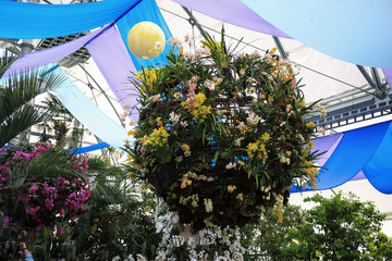 Ascocenda princess mikasa orchid