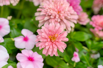 Obraz premium Common zinnia (Zinnia elegans) a many variant color flower such as pink