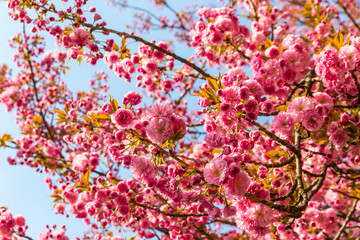 Branch of blossoming pink cherry tree (sakura) in the garden