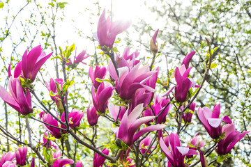 Pink magnolia flowers in the garden. Natural soft floral background. Sunlight backlight