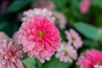 Common zinnia (Zinnia elegans) a many variant color flower such as pink