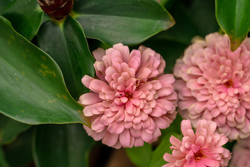 Common zinnia (Zinnia elegans) a many variant color flower such as pink