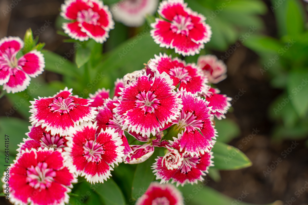 Wall mural close up of sweet william (dianthus barbatus)