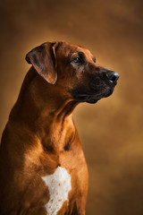 Obraz premium Studio shot of a Rhodesian Ridgeback Dog on brown Background in studio