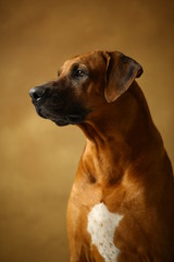 Studio shot of a Rhodesian Ridgeback Dog on brown Background in studio