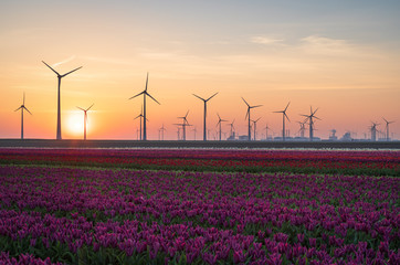 Field of tulips and wind turbines during a clorful sunrise in the Dutch countryside. Eemshaven,...
