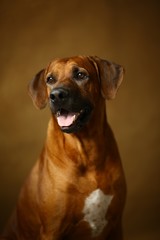 Studio shot of a Rhodesian Ridgeback Dog on brown Background
