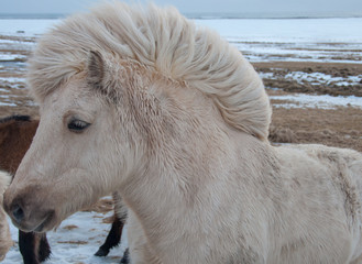 Islande cheval criniere au vent