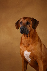 Studio shot of a Rhodesian Ridgeback Dog on brown Background
