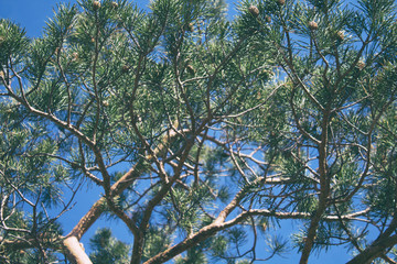 Fototapeta premium Pine tree branch. Pine tree. Soft focus. 