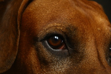 Close up view at Rhodesian Ridgeback Dog's eye