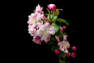 Chinese flowering crabapple on a black background