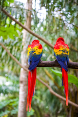 Parrot and other exotic birds