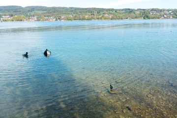 two scuba divers start their dive on the shores of Lake Constance near Steckborn