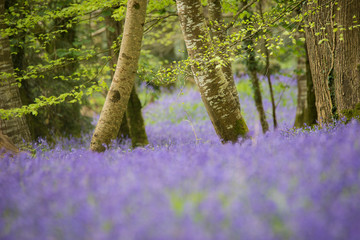 Bluebells woodland in springtime at Lanhydrock, Cornwall, UK