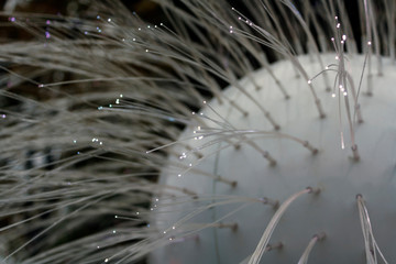 white light fiber as decoration and illumination for festive decorations