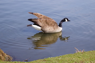 Canadian Goose on lake with reflection