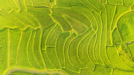 The beautiful landscape of rice fields in Thailand. 