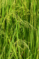close up of ripening rice in a paddy field