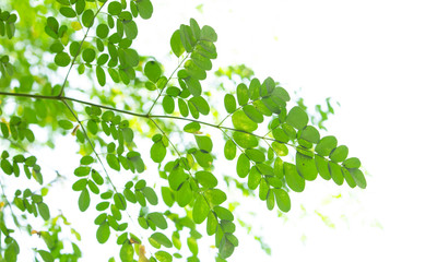 Obraz premium green leaf bright nature background