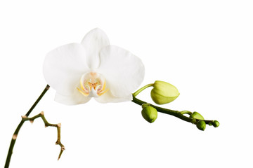 Obraz na płótnie Canvas Branch with tropical orchid flowers.