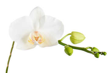 Obraz premium Gałąź z tropikalnymi kwiatami orchidei.