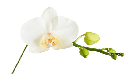 Obraz premium Branch with tropical orchid flowers.