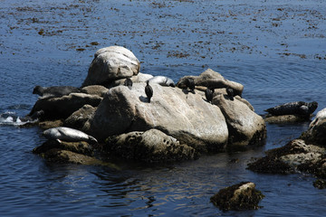 Seals and seabirds on rocks in the Bay of Monterey