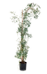 Obraz premium Eucalyptus gunnii in studio