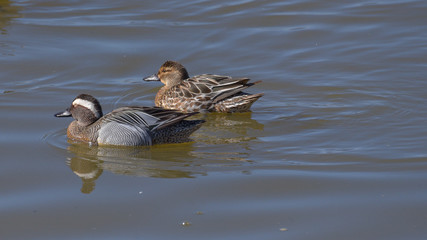 Coppia di anatra marzaiola  sul lago